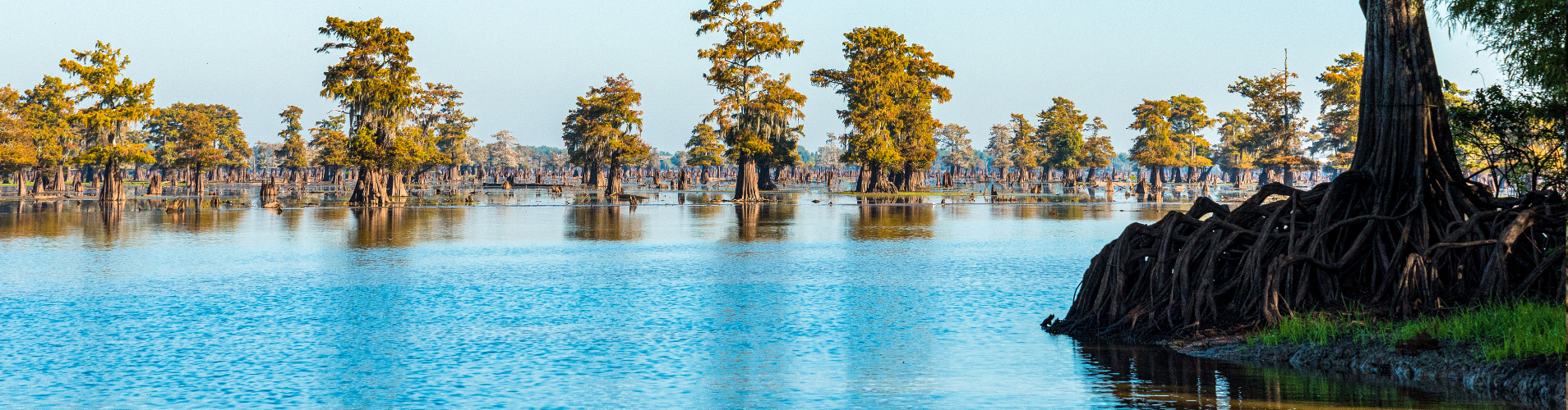 Trees growing in the water.